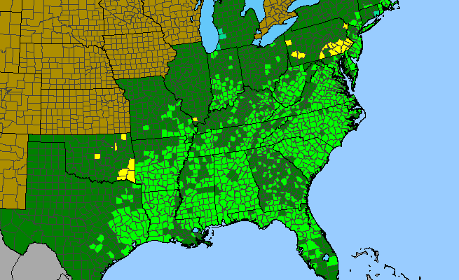 The range of Ilex opaca